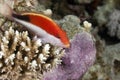 Freckled hawkfish