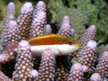 Freckled hawkfish Royalty Free Stock Photo