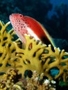 Freckled hawkfish Royalty Free Stock Photo