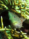 Freckled hawkfish Royalty Free Stock Photo