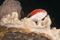 Freckled hawkfish Royalty Free Stock Photo