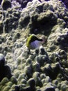 Freckled Hawkfish Royalty Free Stock Photo