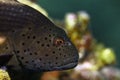 Freckled hawkfish Royalty Free Stock Photo