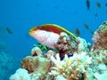 Freckled Hawkfish Royalty Free Stock Photo