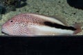 Freckled Hawkfish Paracirrhites forsteri closeup Royalty Free Stock Photo