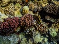 freckled hawkfish between colorful corals while diving Royalty Free Stock Photo