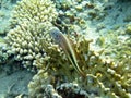 Freckled hawkfish in coral branches 1212