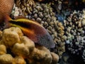 freckled hawkfish lies on corals in the sea large view Royalty Free Stock Photo