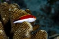 Freckled Hawkfish Parracirrhites forsteri Royalty Free Stock Photo