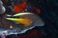 Freckled Hawkfish Parracirrhites forsteri Royalty Free Stock Photo