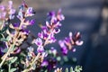 Freckled milk vetch Astragalus lentiginosus blooming in Joshua Tree National Park, south California