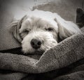 Sleeping Lhasa Apso Monochromatic Portrait Royalty Free Stock Photo