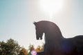 Frederik Meijer Gardens - Grand Rapids, MI, USA - October 20th 2019: Silhouette of a large horse statue