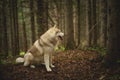 Free and beautiful dog breed siberian husky sitting in the green mysterious forest Royalty Free Stock Photo