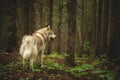 Free and beautiful dog breed siberian husky standing back to the camera in the dark mysterious forest Royalty Free Stock Photo