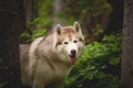 Free and beautiful dog breed siberian husky standing in the green forest Royalty Free Stock Photo