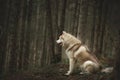 Free and beautiful dog breed siberian husky with tonque hanging out sitting in the green mysterious forest Royalty Free Stock Photo