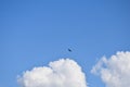 A free bird flies in the sky. Blueness and clouds in the background Royalty Free Stock Photo