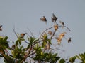 Free birds playing with their friends