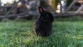 Free black rabbit on ÃÂ° meadow
