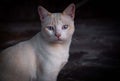 Big ears cat walking on the beach in Greece on sunset Royalty Free Stock Photo