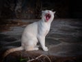 White/orange cat walking on the beach in Greece on sunset Royalty Free Stock Photo