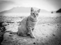 Orange cat walking on the beach in Greece black and white pictures Royalty Free Stock Photo