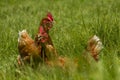 Free chickens in organic egg farm walking on green grass Royalty Free Stock Photo