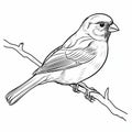 Free Coloring Pages: Sparrow Vector Illustration For Children\'s Coloring Book