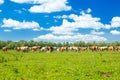 Cows on field in nature park Lonjsko polje, Croatia, beautiful landscape