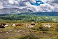 Free cows are resting on a mountain pasture in summer day. Cows graze freely in the mountains, lie on the ground against the Royalty Free Stock Photo