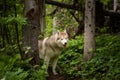 Free and cute dog breed siberian husky standing in the green forest Royalty Free Stock Photo