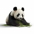 Photorealistic Animated Panda Bear Eating Grass On White Background