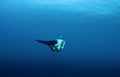 Free diver Royalty Free Stock Photo