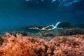 Free diver athlete glides with freediving fins and sea bottom with seaweed. Freediver in sea Royalty Free Stock Photo