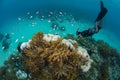 Free Diver, Colorful Fish and Soft Corals in Papua New Guinea