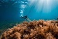 Free diver girl dive with fins and sea bottom with seaweed. Freediving with woman and beautiful sun light Royalty Free Stock Photo