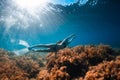 Free diver girl glides with freediving fins and sea bottom with seaweed. Freediving with woman and sunlight in blue ocean Royalty Free Stock Photo