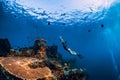 Free diver girl swimming underwater over wreck ship. Royalty Free Stock Photo