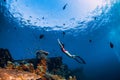 Free diver girl swimming underwater over wreck ship. Royalty Free Stock Photo