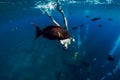 Free diver man dive in ocean with fish Royalty Free Stock Photo