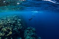 Free diver man dive in ocean, underwater view with rocks and corals