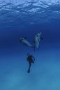 Free Diver among Two Friendly Dolphins in Clear Blue Waters of Bahamas Royalty Free Stock Photo