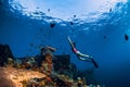 Free diver woman swimming with fins at wreck ship. Freediving in ocean over corals Royalty Free Stock Photo