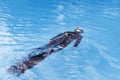 Free diving training on swimming pool Royalty Free Stock Photo