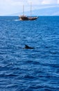 Free dolphin pilot whales in Tenerife island Spain swimming free Royalty Free Stock Photo