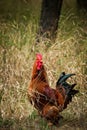 Domestic rooster in grass on rural farm
