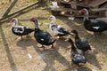 Free ducks in a peasant`s yard Royalty Free Stock Photo