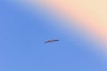 Seagull in the sky Royalty Free Stock Photo