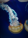 Free-Floating Luminescent Jellyfish Royalty Free Stock Photo